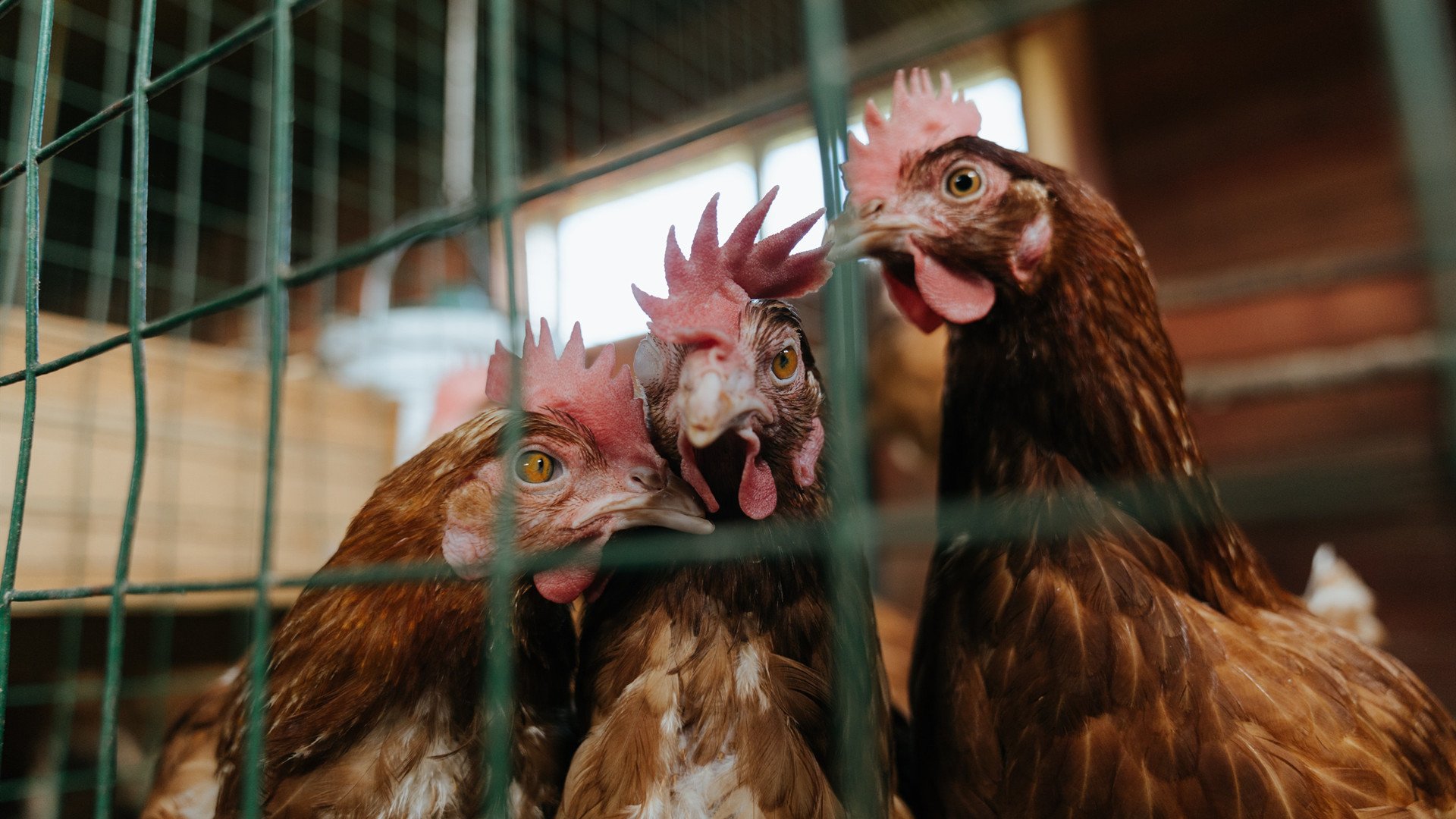 风暴眼中，足球的东方日出与红色复苏，当曼联掀翻尼日利亚铁壁，三笘薰正刷新英超的亚洲天际线