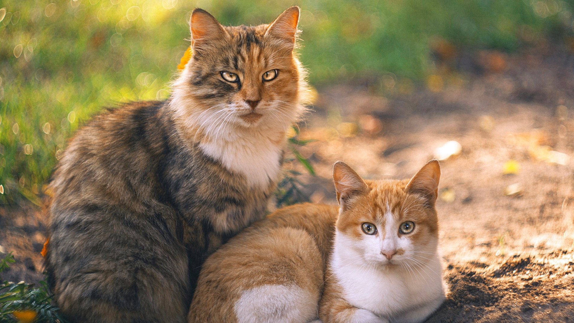 神兵天降！阿尔瓦雷斯两射一传主宰国家德比，厄瓜多尔3-0轻取秘鲁