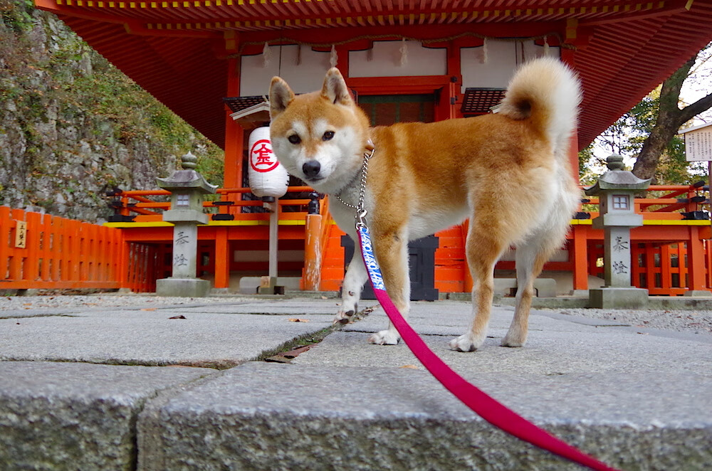 红色战神单骑叩关，当哈登在猛龙主场打碎天花板