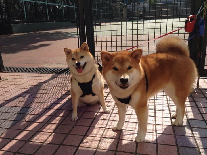 天山雪豹撕裂辽北虎，新疆队总决赛G4全面压制辽宁的背后