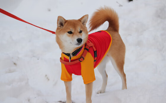 节奏的密码,哈登的世界杯掌控艺术与中美篮球的时间差