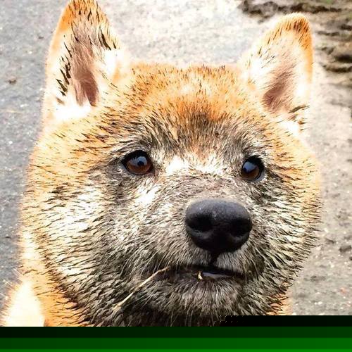 阿什拉夫单节爆发引领丹麦攻势，里昂防线遭闪电击溃