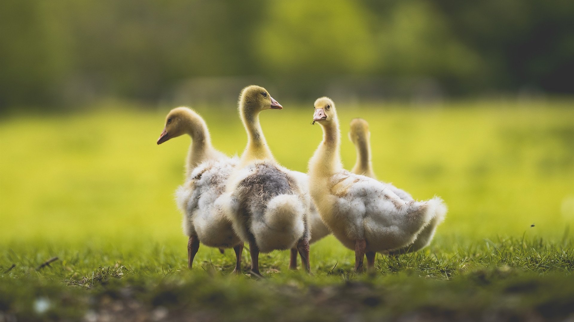 范弗利特独掌乾坤，步行者碾碎独行侠不败神话