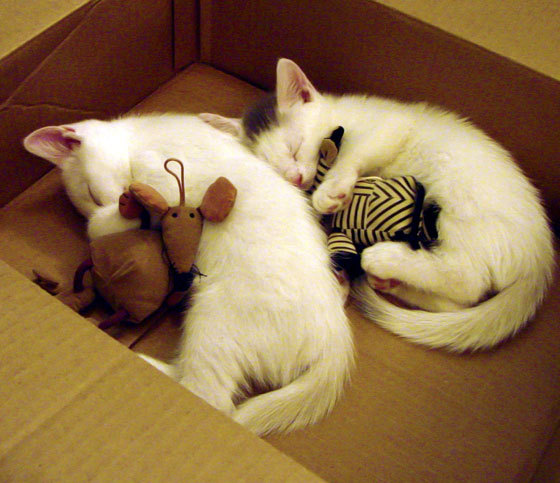 爆冷！勒沃库森完美战术击溃皇马，格纳布里上演关键先生帽子戏法