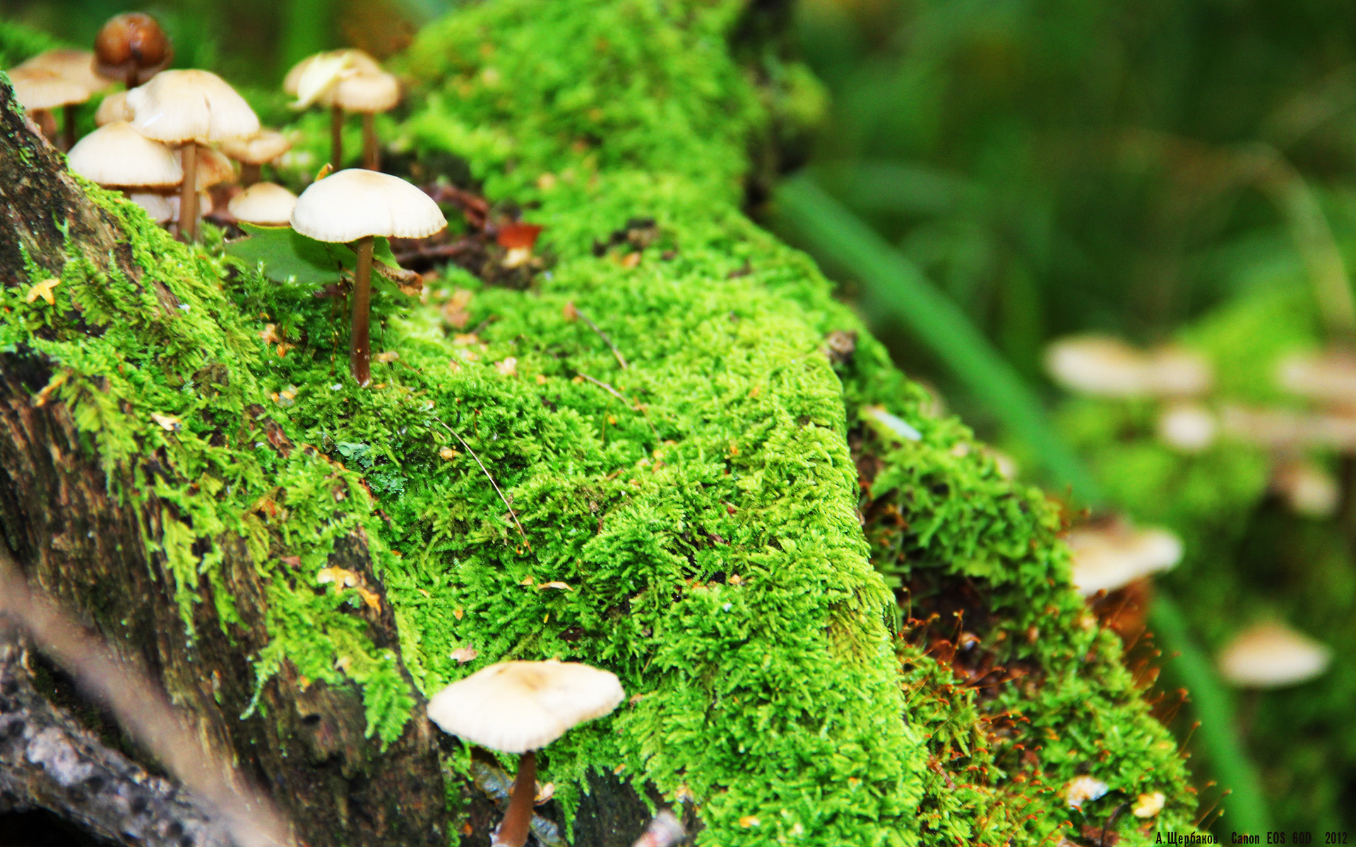 血脉贲张的绝杀，詹姆斯关键回合铸就浙江险胜吉林