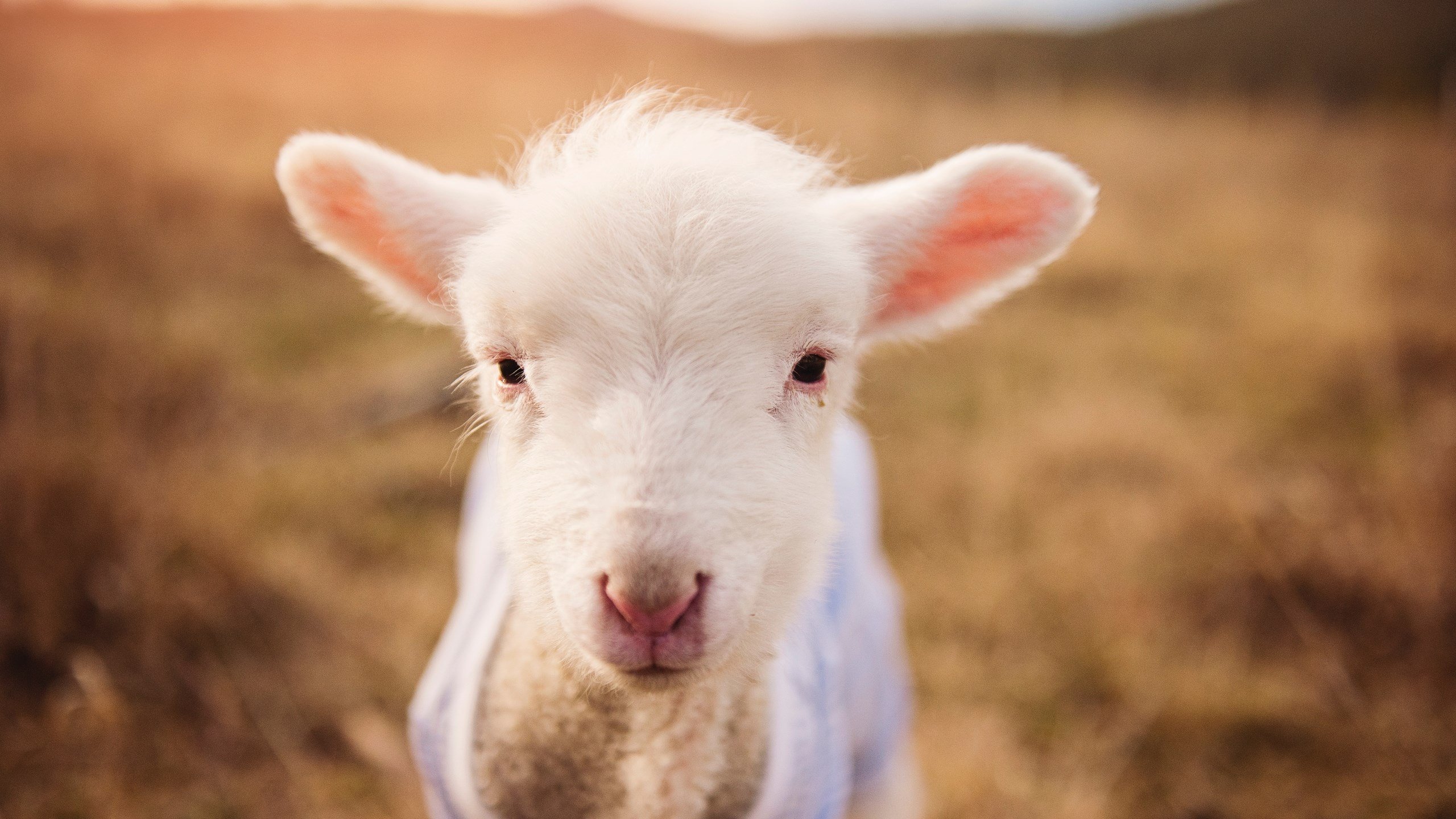 足球世界的东方与西方,当孙兴慜的星光遇上莱比锡的逆袭与伊朗的坚韧
