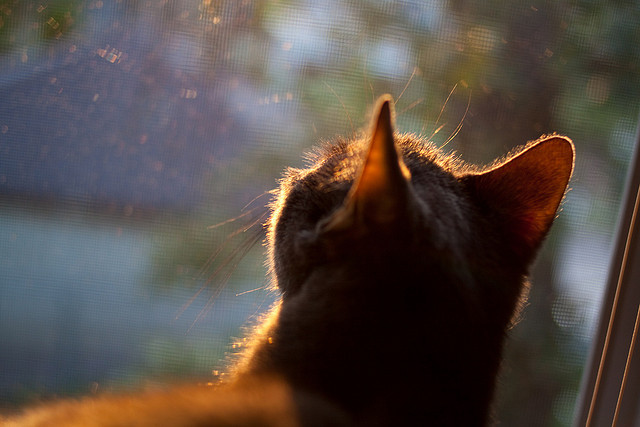 绿鹰之爪与红军铁闸,当阿尔及利亚之魂缠斗曼城蓝月