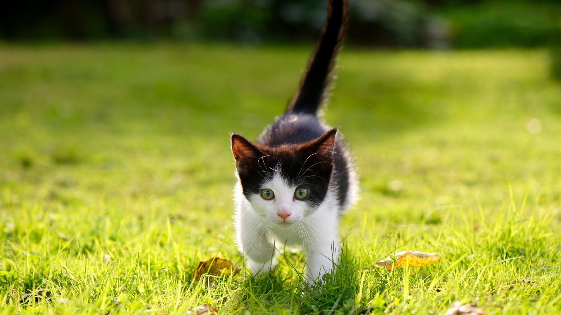 足球场上的篮球巨人,戈贝尔用指尖改写欧冠史诗