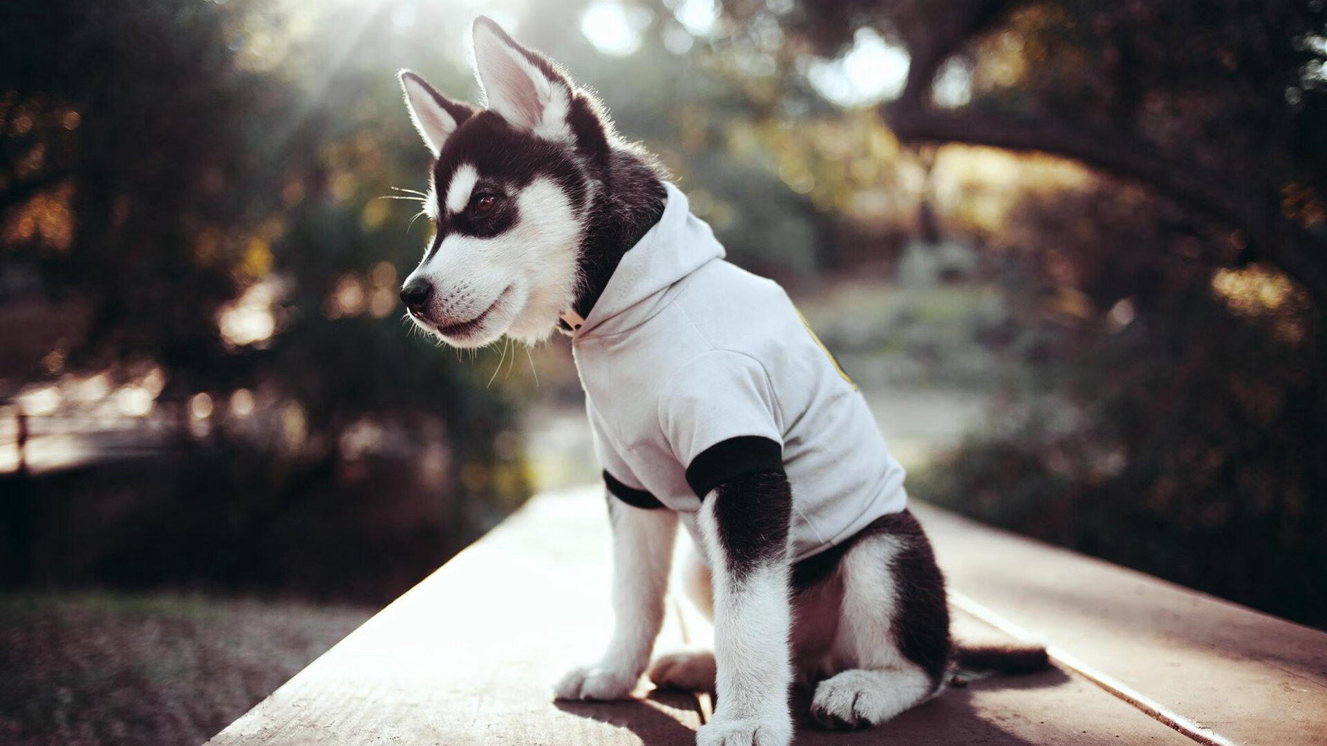 跨界之战，当NBA季后赛精神撞见爱尔兰橄榄球狂胜