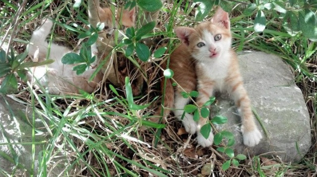 绿茵场上的NBA时刻,曼城连续得分压制那不勒斯,迪巴拉式接管在总决赛闪耀