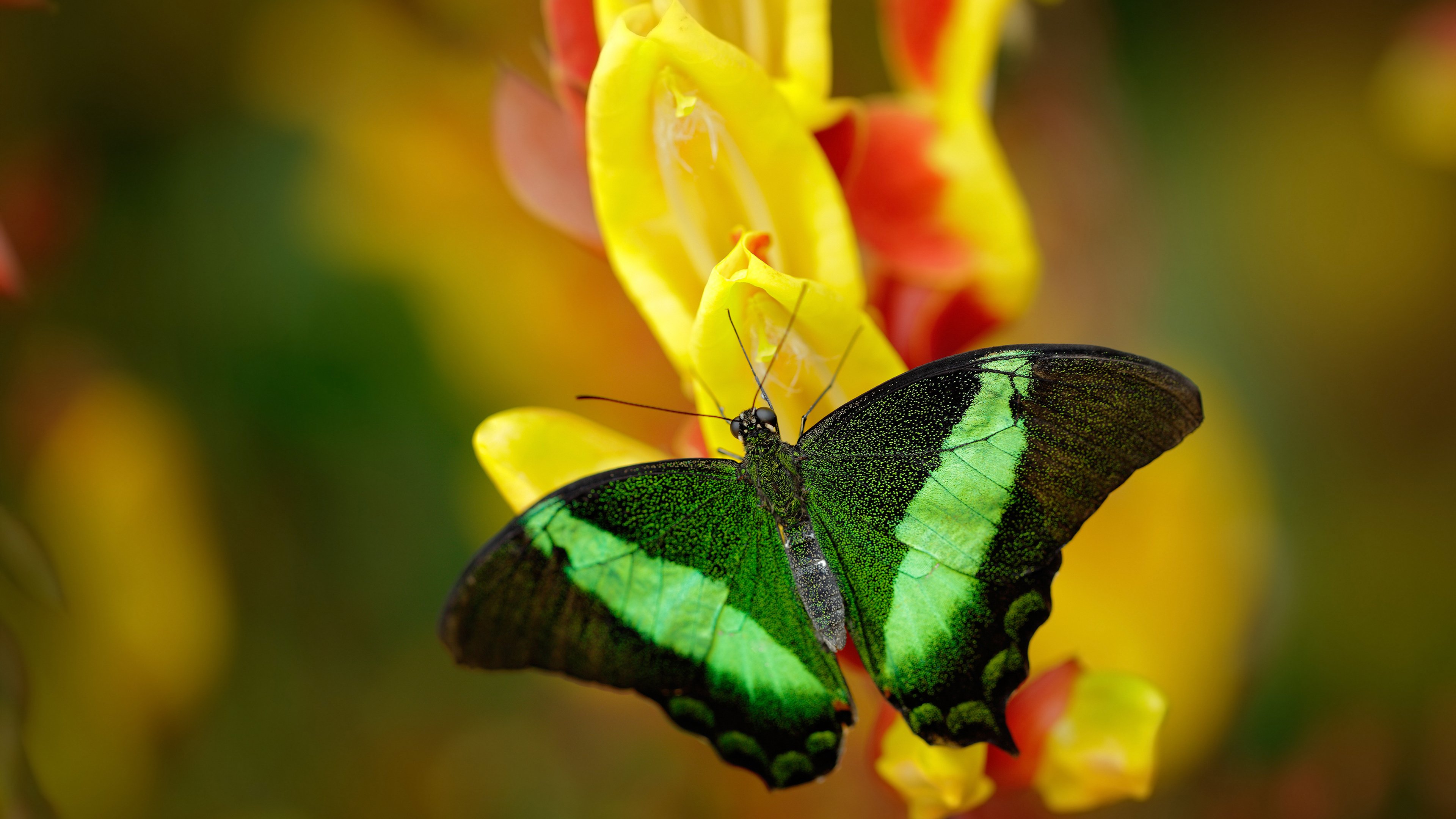 绝境逆转,德国压哨击溃卡塔尔,梅西全能表演难挽败局