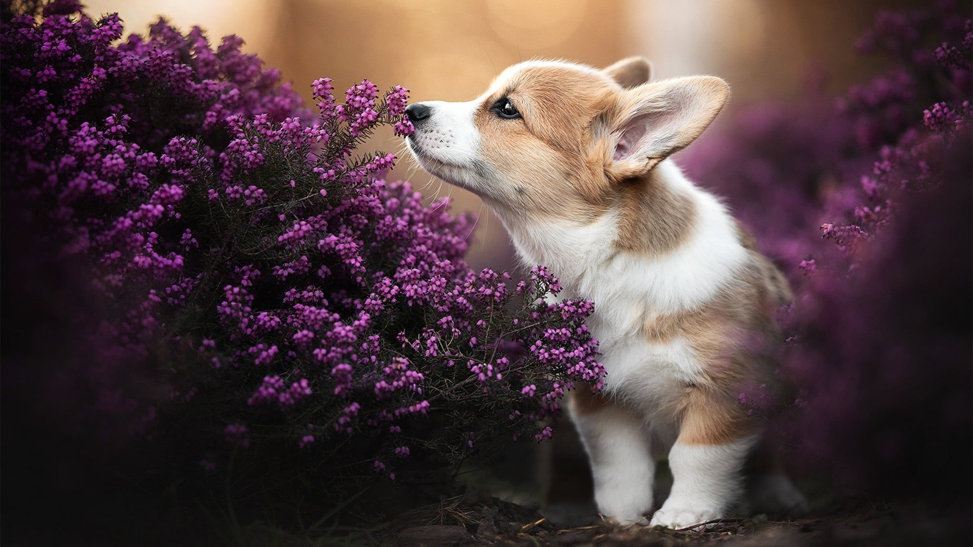 灰熊青年军火力全开，克莱末节封神定乾坤