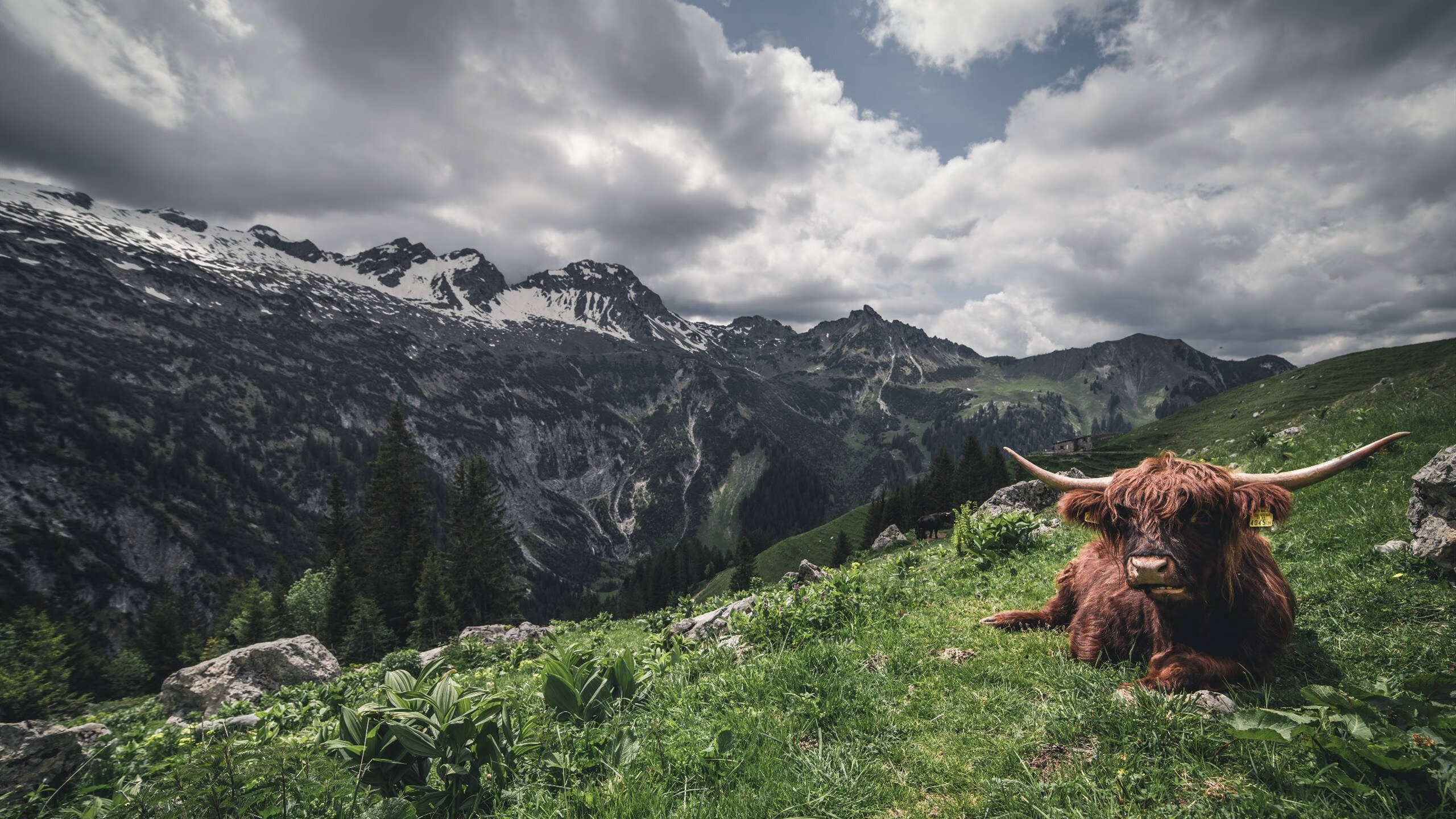 巅峰对决,一锤定音,格列兹曼冠军级表现助雷恩胜出勒沃库森