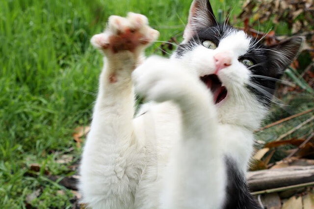 迪亚斯破局！奥地利力克希腊的关键先生