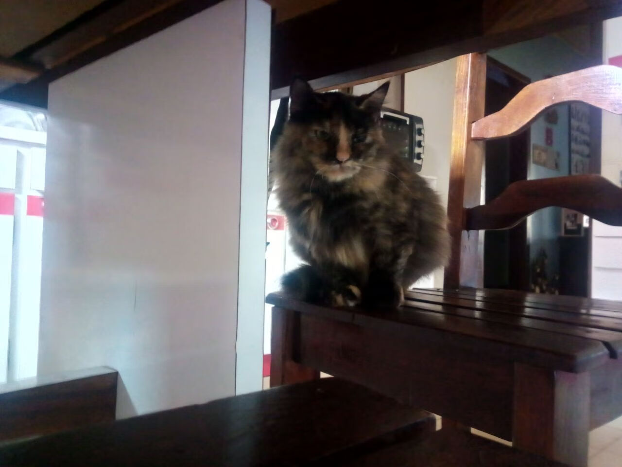 切特，攻防转换的风暴眼—吉林力克上海的隐形引擎