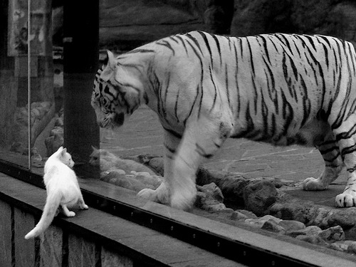 墨色与刀锋,字母哥绘出76人团队篮球的诗卷