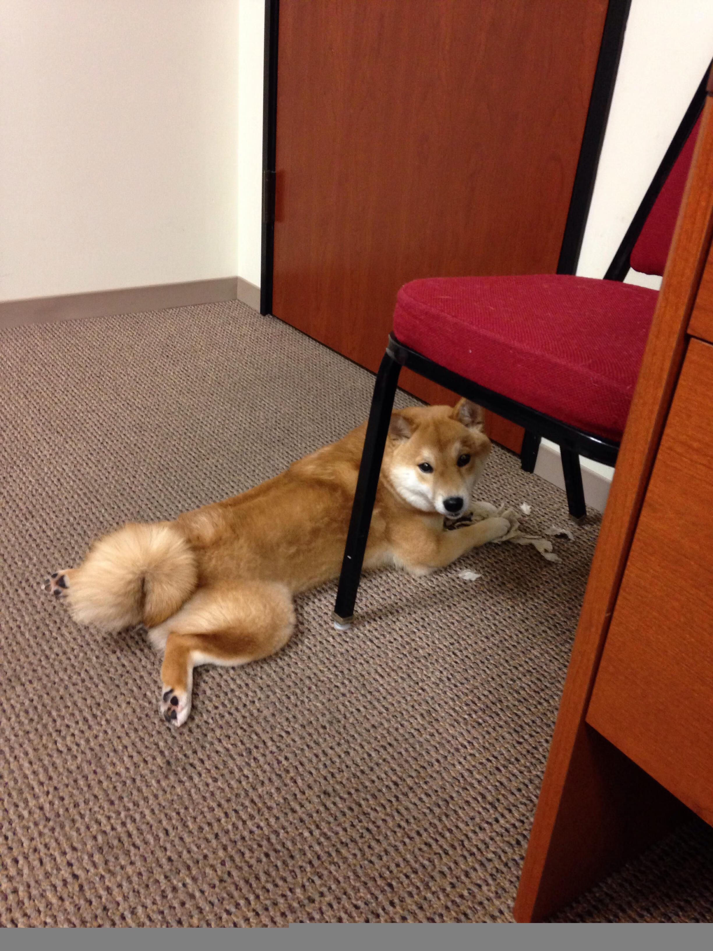 命运棋局，利拉德62分惊天逆袭，这场排名血战如何让开拓者绝境逢生？