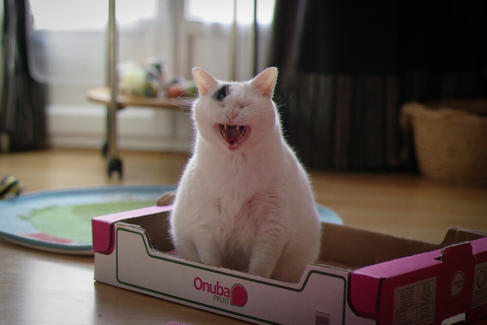 关键先生詹姆斯，鹈鹕击败爵士的背后英雄